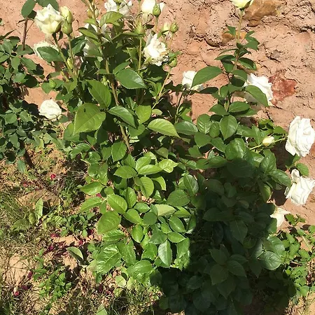 La Casa Del Cartero Pablo