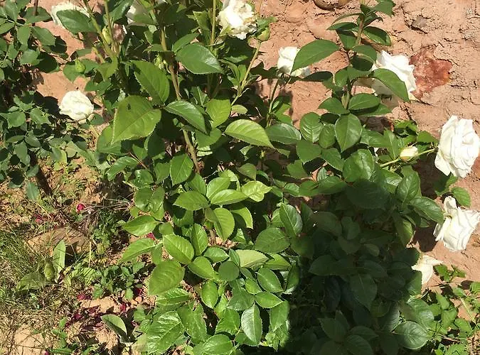 La Casa Del Cartero Pablo